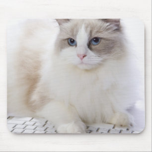 Tapis De Souris Ragdoll cat sur le clavier de l'ordinateur