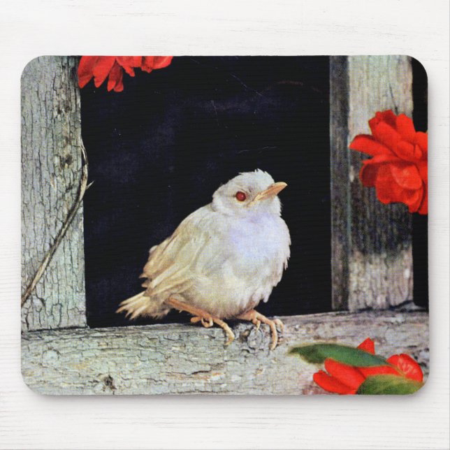 Tapis De Souris RARE albino bird (Devant)