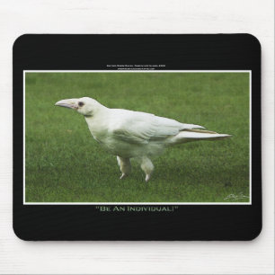Tapis De Souris Rare White Raven Faune Photo