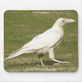 Tapis De Souris Rare White Raven Faune Photographie