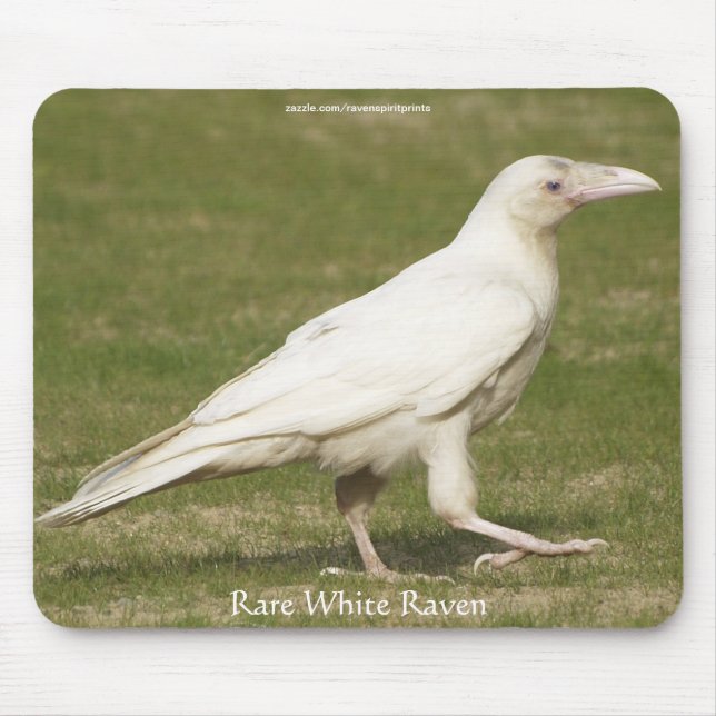 Tapis De Souris Rare White Raven Faune Photographie (Devant)