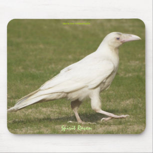 Tapis De Souris Rare White Raven Photo de la faune du Corvid-lover