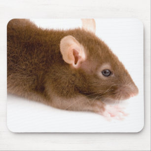 Tapis De Souris Rat Brown
