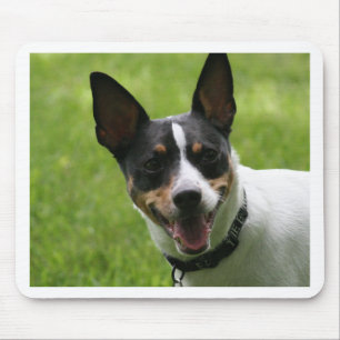 Tapis De Souris Rat terrier