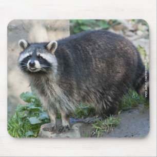 Tapis de souris Raton laveur