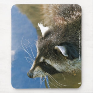 Tapis De Souris Raton laveur