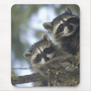 Tapis De Souris Raton laveur Procyon Lotor) de Fish Lake, centre