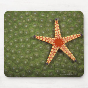 Tapis De Souris Récifs de nettoyage d'étoile de mer en mangeant