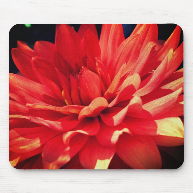 Tapis De Souris Red Dahlia Flower  (Devant)