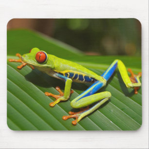 Tapis De Souris Red eyed tree frog