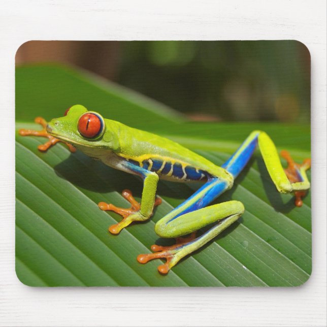 Tapis De Souris Red eyed tree frog (Devant)