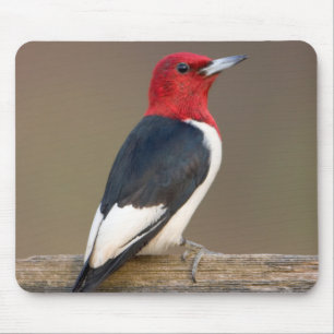 Tapis De Souris Red-headed Woodpecker on fence