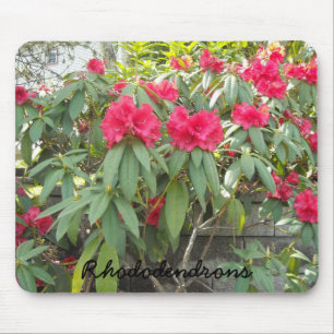 Tapis De Souris Red  Rhododendrons