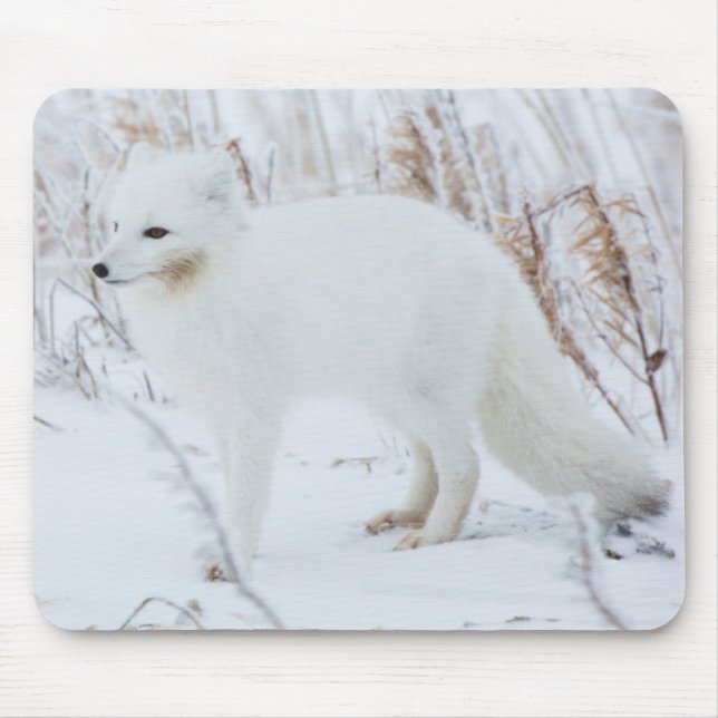 Tapis De Souris Renard arctique (Devant)
