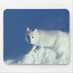 Tapis De Souris Renard arctique Alopex lagopus) Un renard arctique