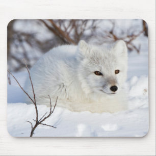 Tapis De Souris Renard arctique en hiver