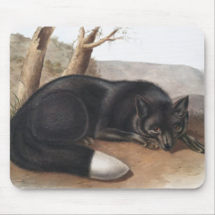 Tapis De Souris Renard noir ou argenté américain (Vulpes fulvus)