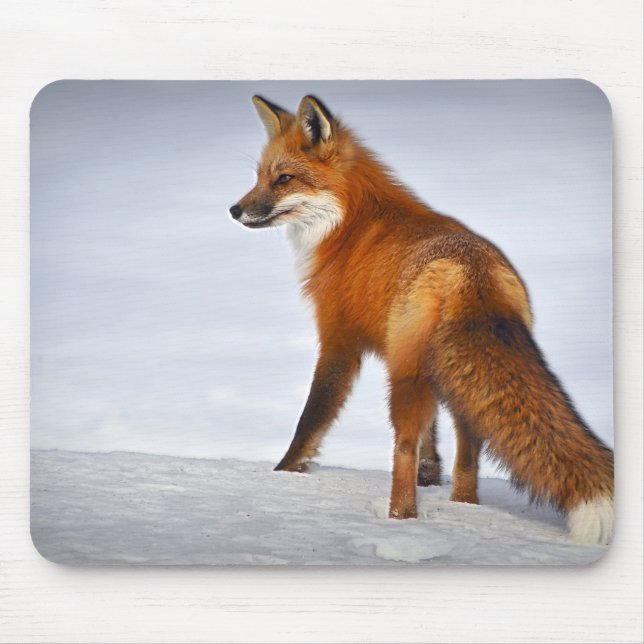 Tapis De Souris Renard rouge en hiver (Devant)