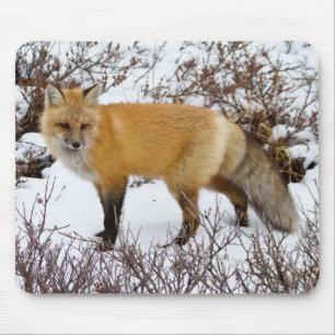 Tapis De Souris Renard roux dans la neige en hiver