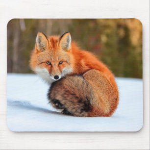 Tapis De Souris Renard roux dans la neige Yukon