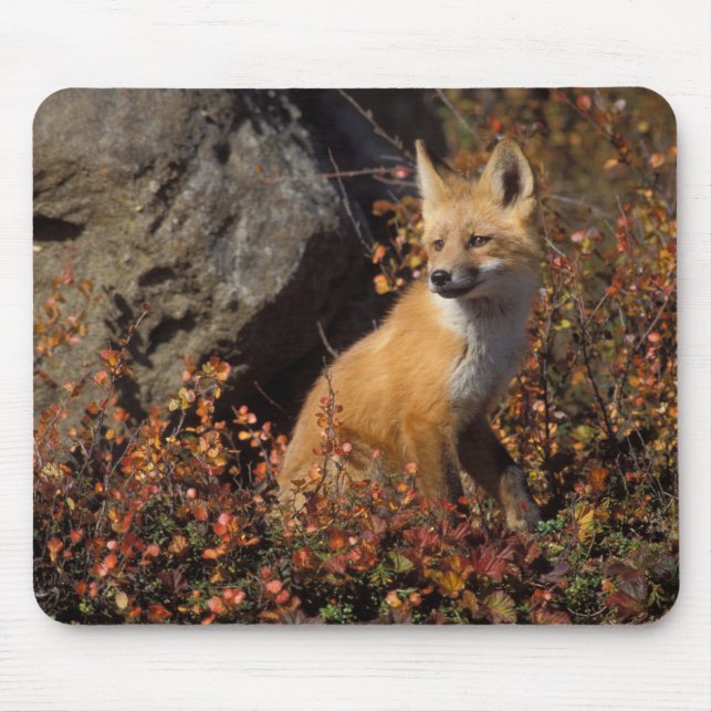 Tapis De Souris renard roux, Vulpes vulpes (Devant)