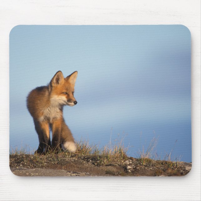 Tapis De Souris renard roux, Vulpes vulpes (Devant)