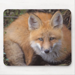 Tapis De Souris renard roux, Vulpes vulpes, en couleurs d'automne