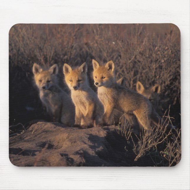 Tapis De Souris renard roux, Vulpes vulpes, kits (Devant)