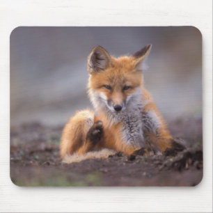 Tapis De Souris renard roux, Vulpes vulpes, petit se grattant,