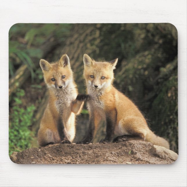Tapis De Souris Renardeau renard roux devant terrier (Vulpes vulpe (Devant)