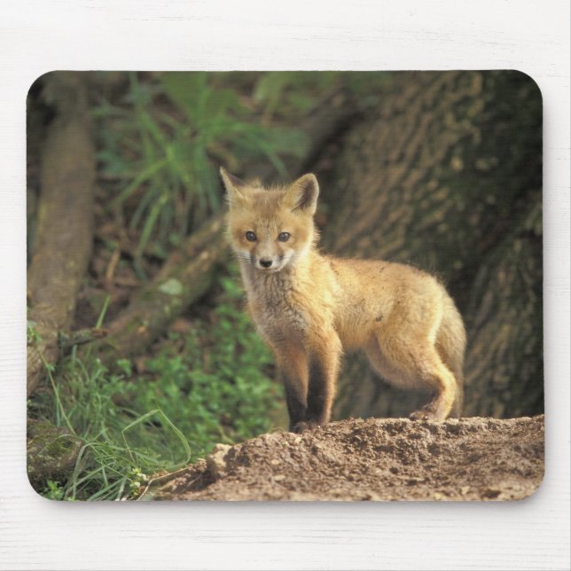 Tapis De Souris Renardeau renard roux devant terrier (Vulpes vulpe (Devant)