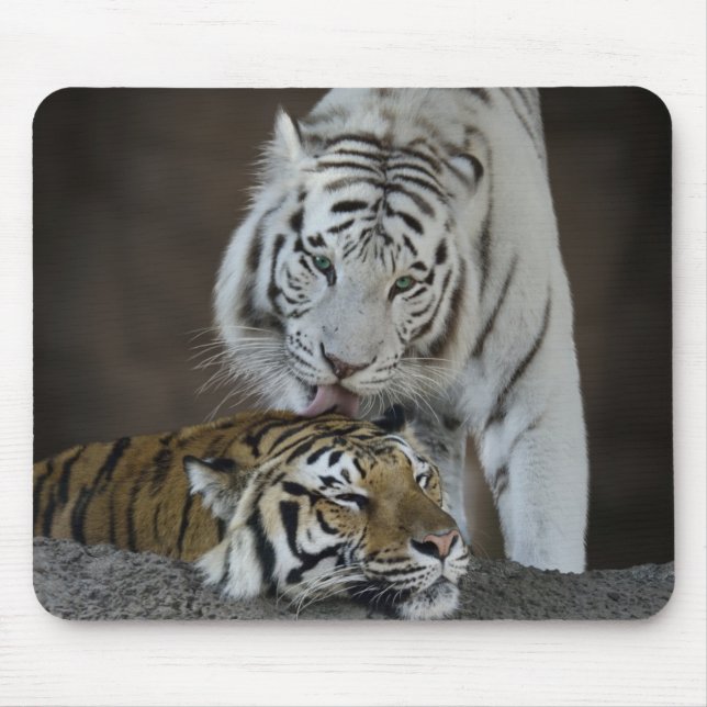 Tapis De Souris Repos blanc et Brown de tigres (Devant)