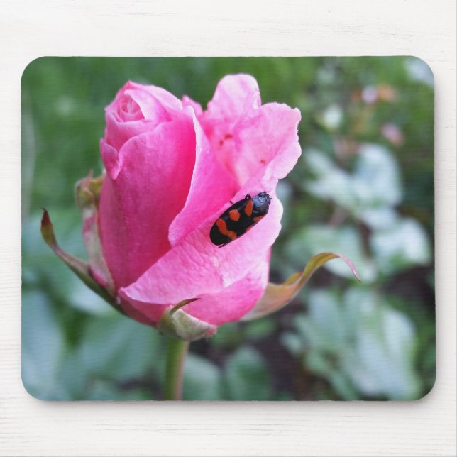 Tapis De Souris reposant sur un rose (Devant)