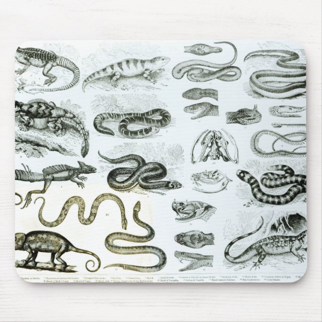 Tapis De Souris Reptiles, serpents et lézards (Devant)