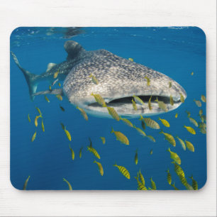 Tapis De Souris Requin baleine avec des poissons, Indonésie