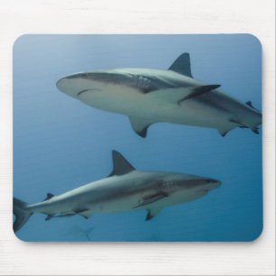 Tapis De Souris Requin de récif des Caraïbes