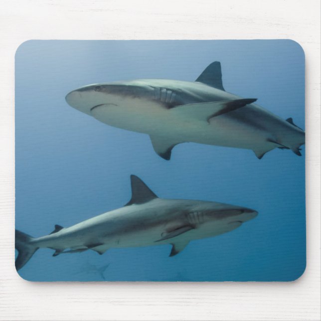 Tapis De Souris Requin de récif des Caraïbes (Devant)