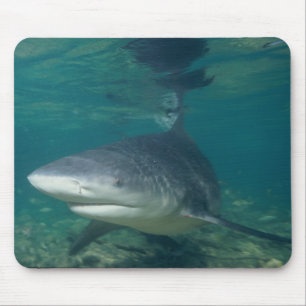 Tapis De Souris Requin de Taureau - leucas de Carcharhinus