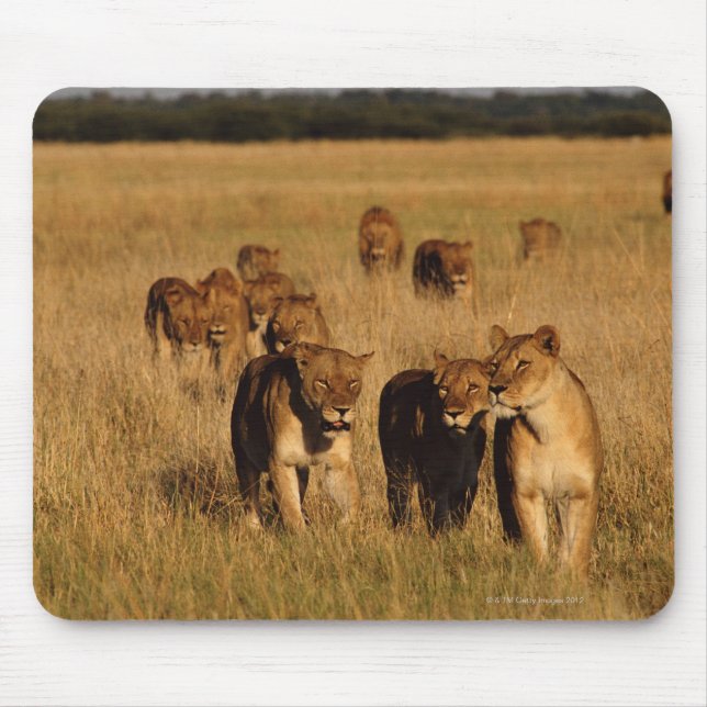 Tapis De Souris Réserve faunique de Moremi, Botswana (Devant)