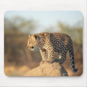 Tapis De Souris Réserve naturelle de Harnas, Namibie