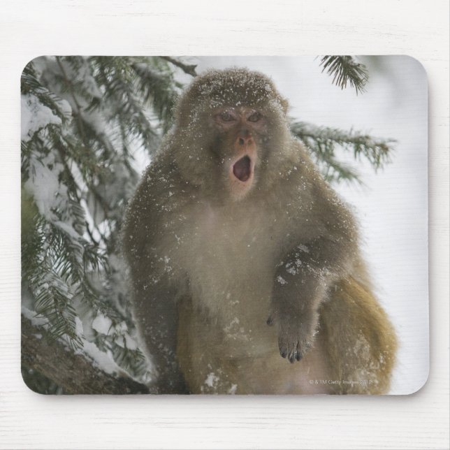 Tapis De Souris Rhesus Macaque singe (Macaca mulatta) assis (Devant)