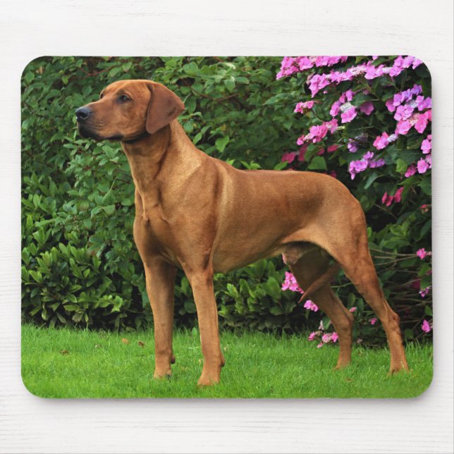 Tapis De Souris Rhodesian Ridgeback Muismat (Devant)