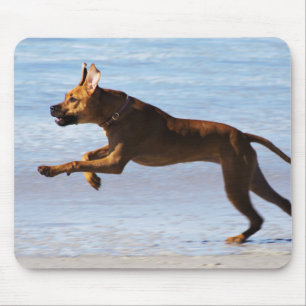 Tapis De Souris Rhodesian Ridgeback - saut