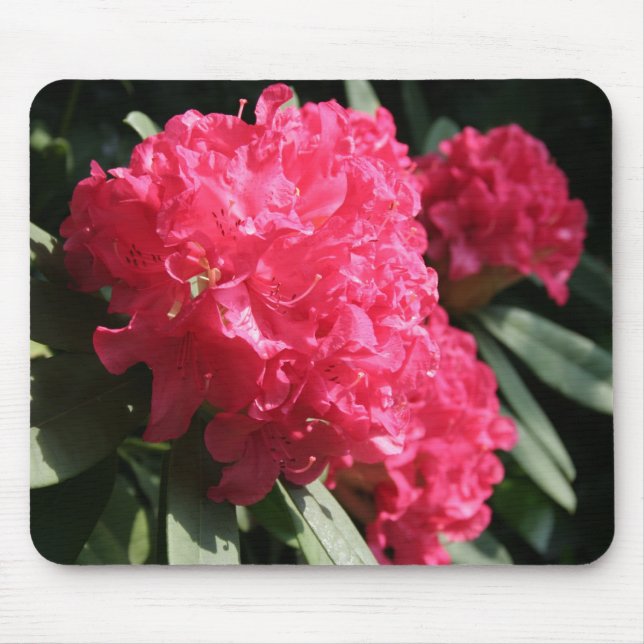 Tapis De Souris Rhododendron rose (Devant)