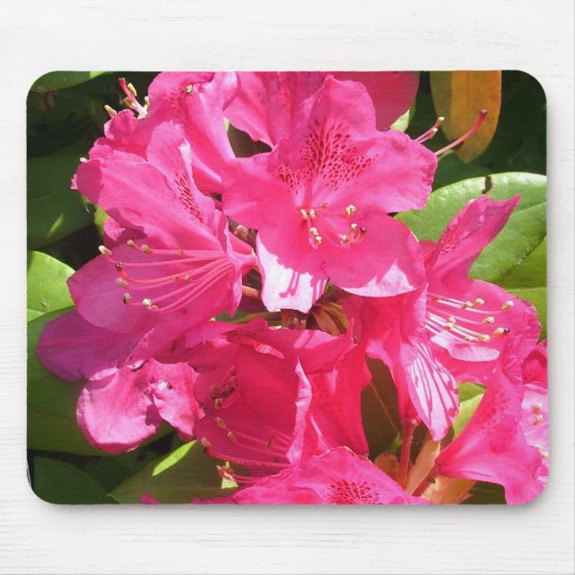 Tapis De Souris rhododendron rose (Devant)