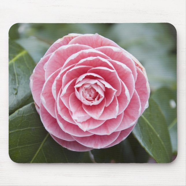 Tapis De Souris Rhododendron rose Mousepad (Devant)