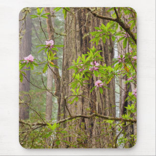Tapis De Souris Rhododendrons en fleurs Redwoods State Park,CA
