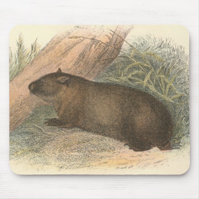 Tapis De Souris Richard Lydekker - wombat tasmanien (Devant)