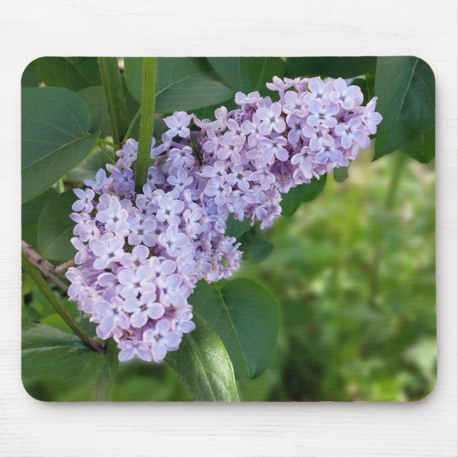 Tapis De Souris rideau lilas (Devant)