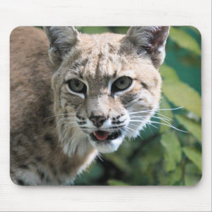 Tapis De Souris Robert J. Bobcat